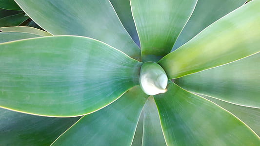 selective focus photo of green leaf plant thumbnail