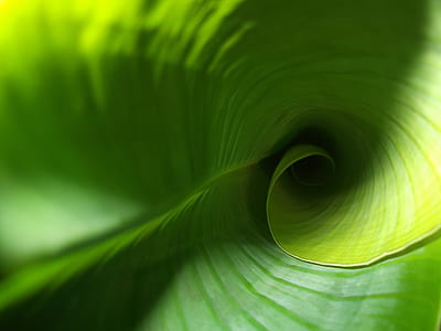 close up photo of banana leaf thumbnail