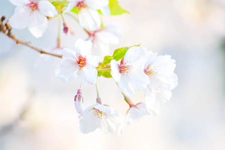 selective focus photography of white cherry blossoms thumbnail