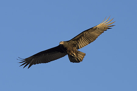 black flying bird thumbnail