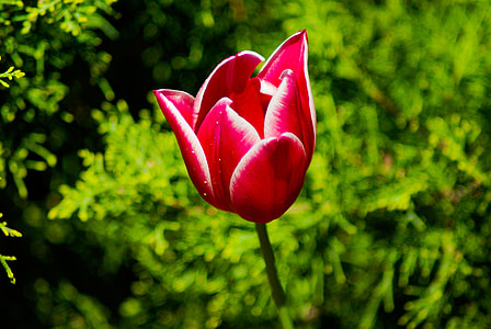 photo of red petaled flower thumbnail