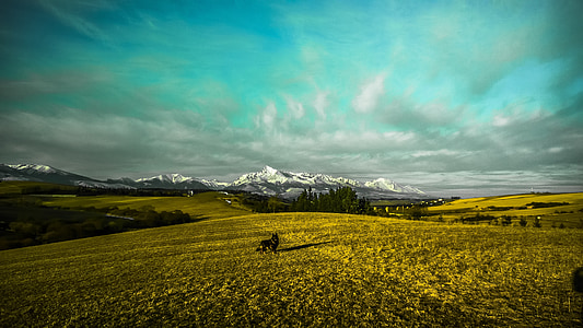 black dog on grass field thumbnail