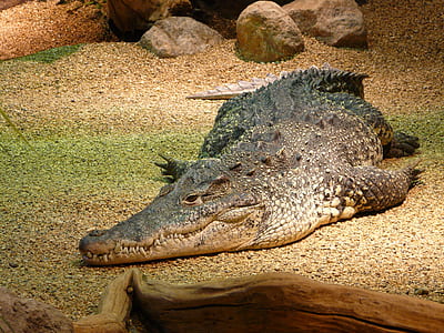 green and gray crocodile thumbnail
