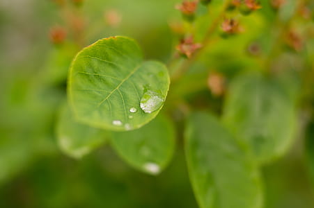 leaf, rain, raindrops, drop of water thumbnail