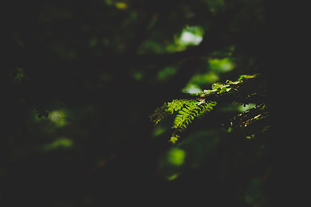 macro shot of green leaves thumbnail