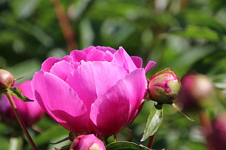 close up photography of pink rose flower thumbnail