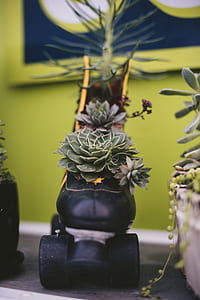 green succulents thumbnail