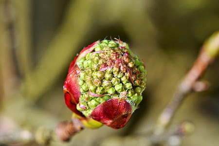 green fruit thumbnail