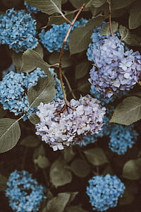 purple and blue flowers thumbnail
