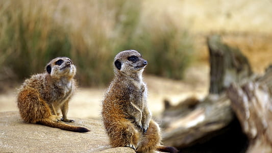 two brown slow loris thumbnail
