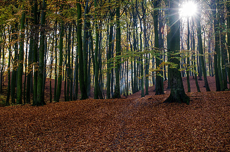 green leafed trees and a sunrise thumbnail