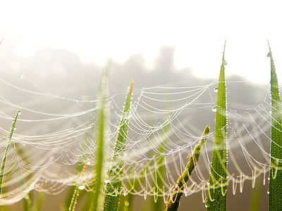 green-leafed plant thumbnail