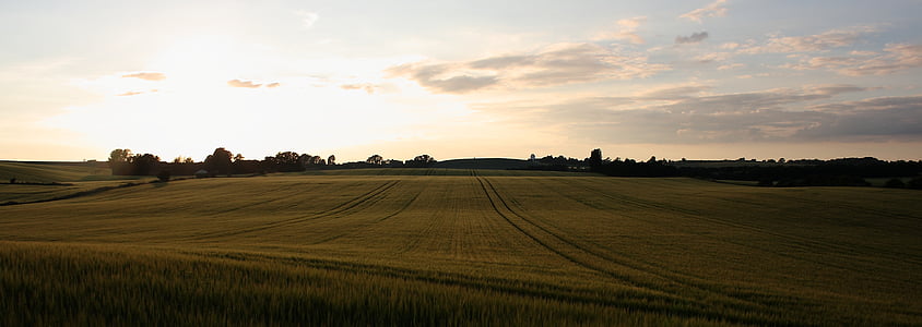 green grass field during golden hour thumbnail