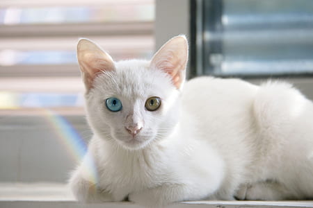 selective focus photography of white cat thumbnail
