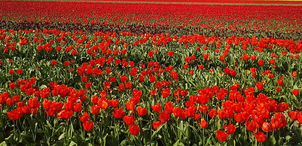 bed of red petaled flowers thumbnail