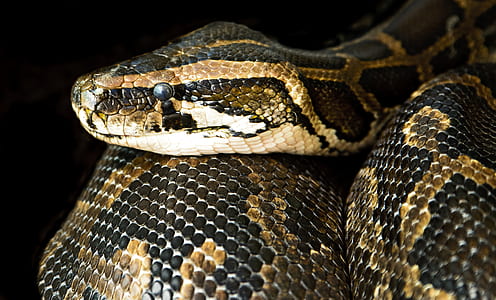 photo of black and brown snake thumbnail