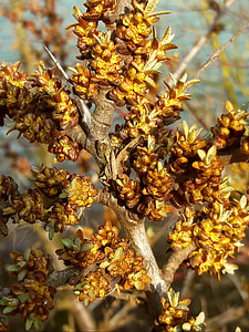 Sea Buckthorn, Buckthorn Flower thumbnail