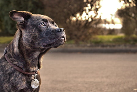 shallow focus photo of black and brown dog thumbnail