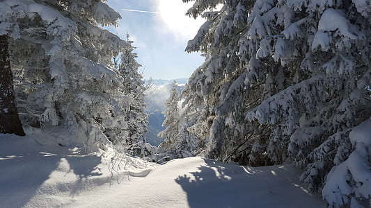 trees covered with snow thumbnail