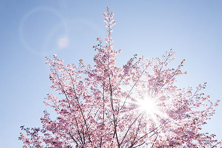 closeup photo of tree at daytime thumbnail