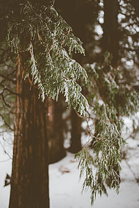 focus photography of green tree thumbnail