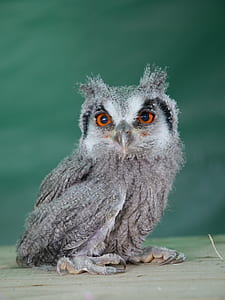 gray owl thumbnail