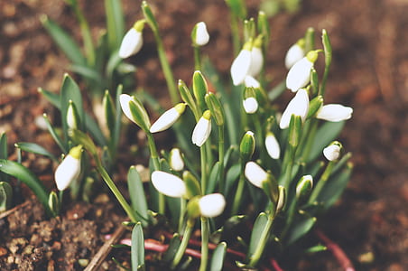 white snowdrop flowers in selective focus photography thumbnail