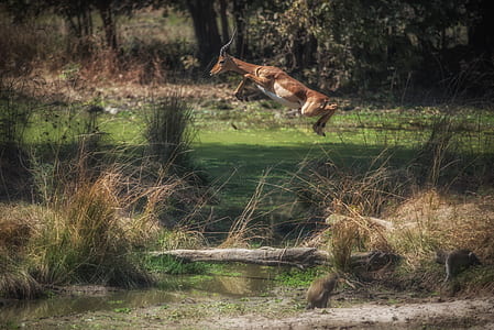 deer jumping during daytime thumbnail
