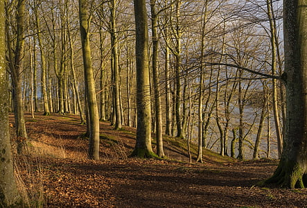 photo of forest thumbnail