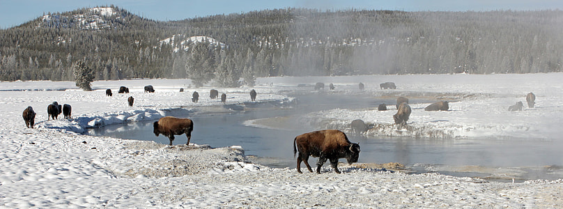 group of bison near river near trees thumbnail