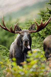 selective focus photography of moose thumbnail