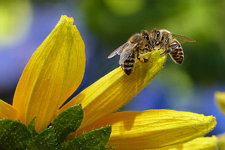 Bee Sipping Nectar on Flower during Daytime thumbnail