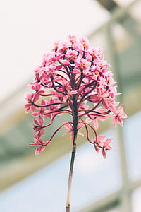 selective focus photography of pink petaled flowers thumbnail