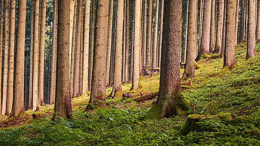 grass and tree covered field during day thumbnail
