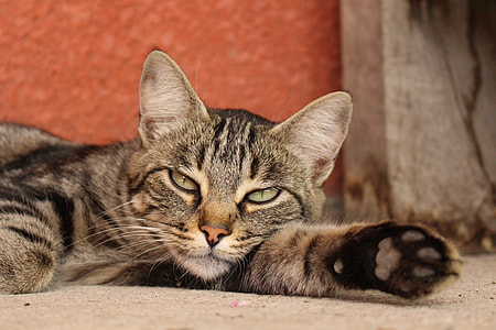 close up image of silver tabby cat thumbnail