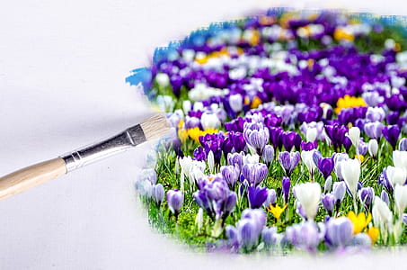 purple and white petal flowers thumbnail