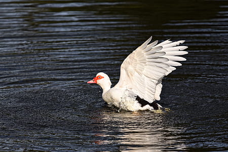 time lapse photography of white duck on body of water thumbnail