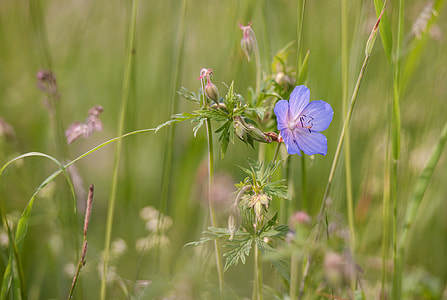 selective focus photography of blue petaled flower thumbnail