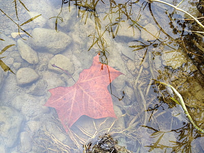 maple leaf on body of water thumbnail
