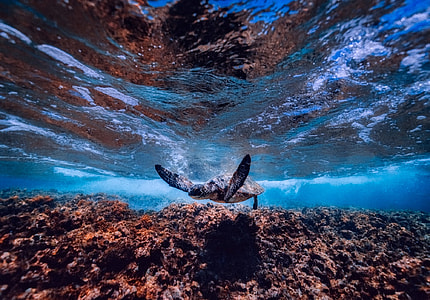 underwater photography of black turtle thumbnail