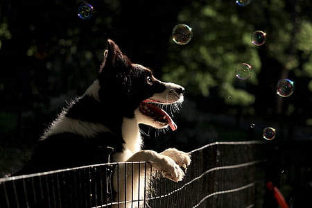 black border collie leaning on metal fence while watching the bubbles thumbnail