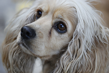 close-up photo of long-coated white dog thumbnail
