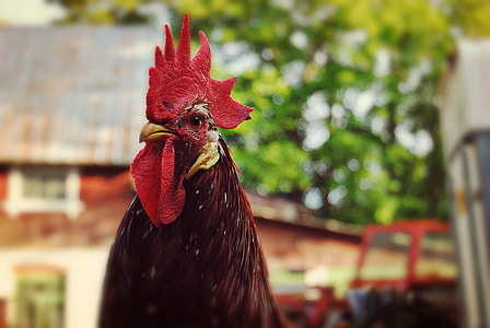 selective focus photography of spangle chicken thumbnail