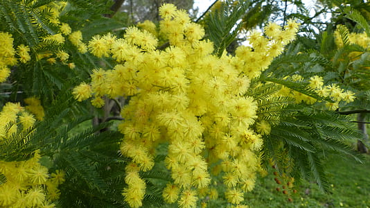 yellow petaled flowers thumbnail