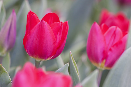 selective focus photo of red tulip flower thumbnail