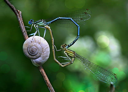 shallow focus photo of two mating dragonflies thumbnail