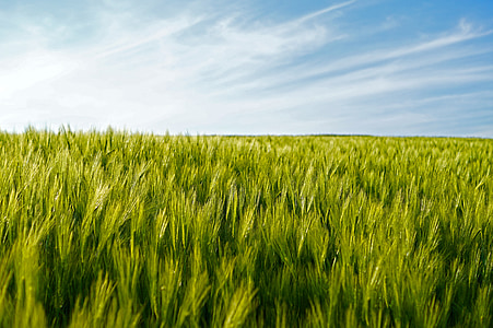 rice field thumbnail