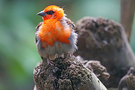 orange and gray bird resting on wood close-up photo thumbnail
