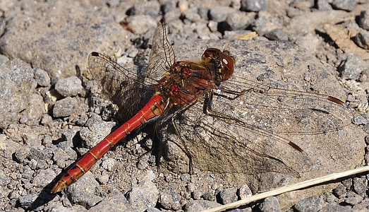 macro photography of red skimmer thumbnail