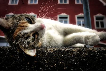 white and gray tabby cat lying down on pavement thumbnail